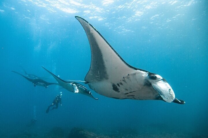 Pure Dive Resort-珀尼达岛必去景点