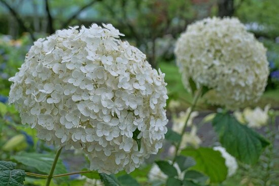 Tamamizu Lily Hydrangea Garden景点图片