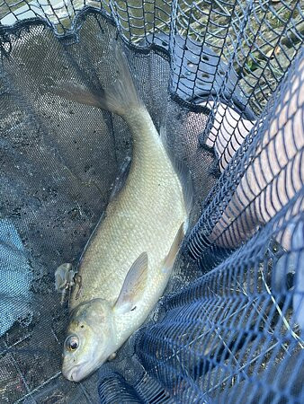 Tyddyn Sargent Coarse Fishery景点图片