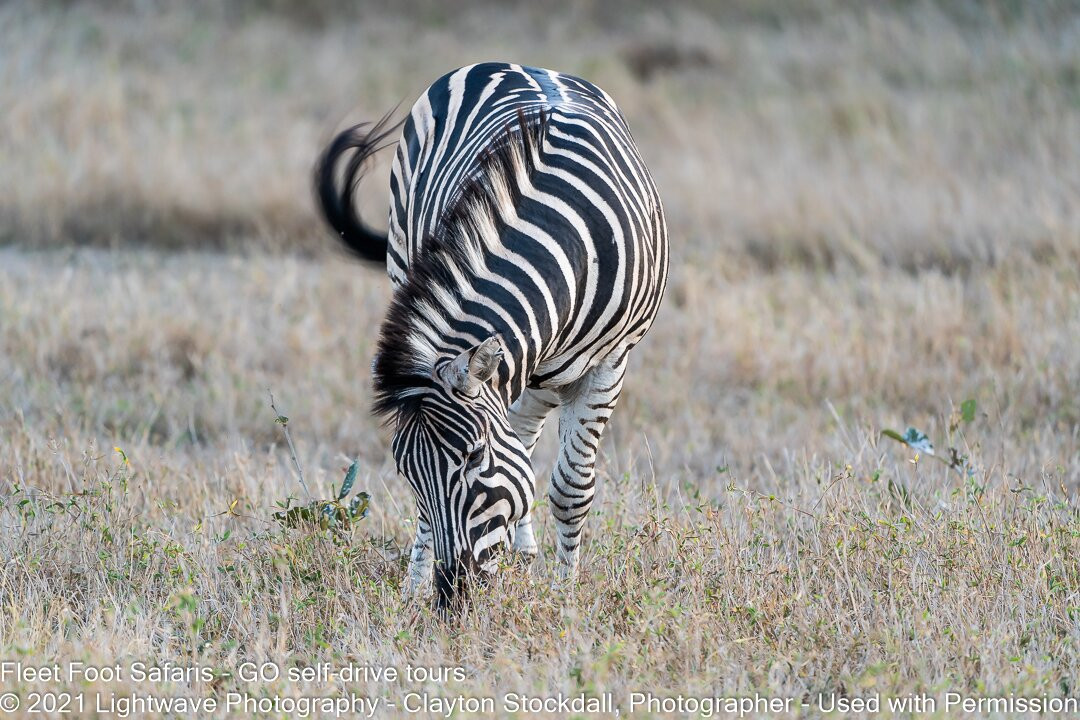 Fleet Foot Safaris-Brenton-on-Sea必去景点
