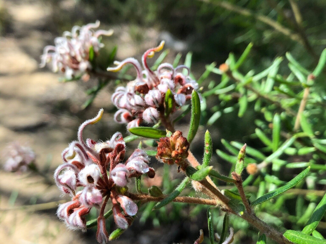 Green Road Lookout-Warrimoo必去景点