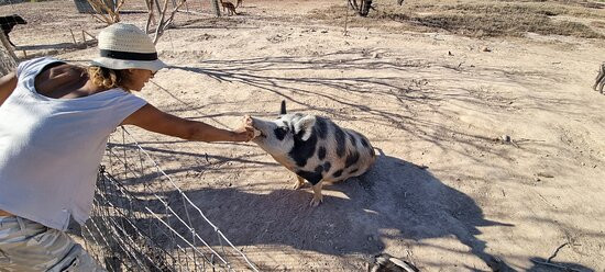 Elbenjo animal sanctuary-Northampton必去景点
