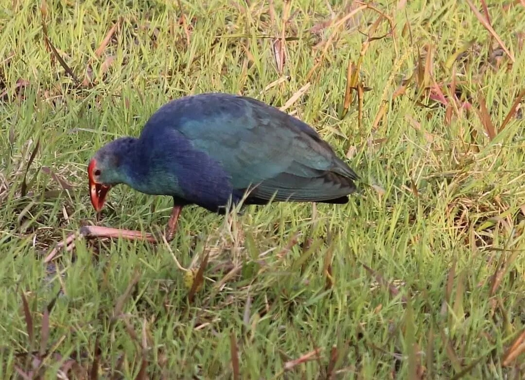 Cinnamara Avian Park景点图片