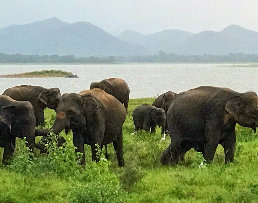 Minneriya National Park景点图片