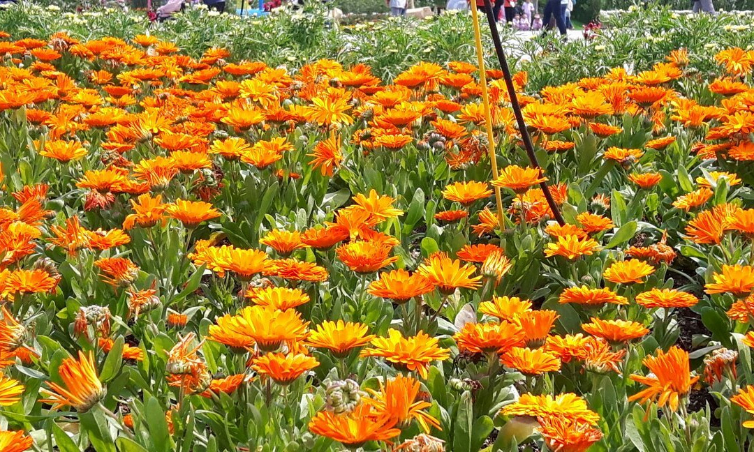 咸平郡旅游景点-Hampyeong Butterfly Festival