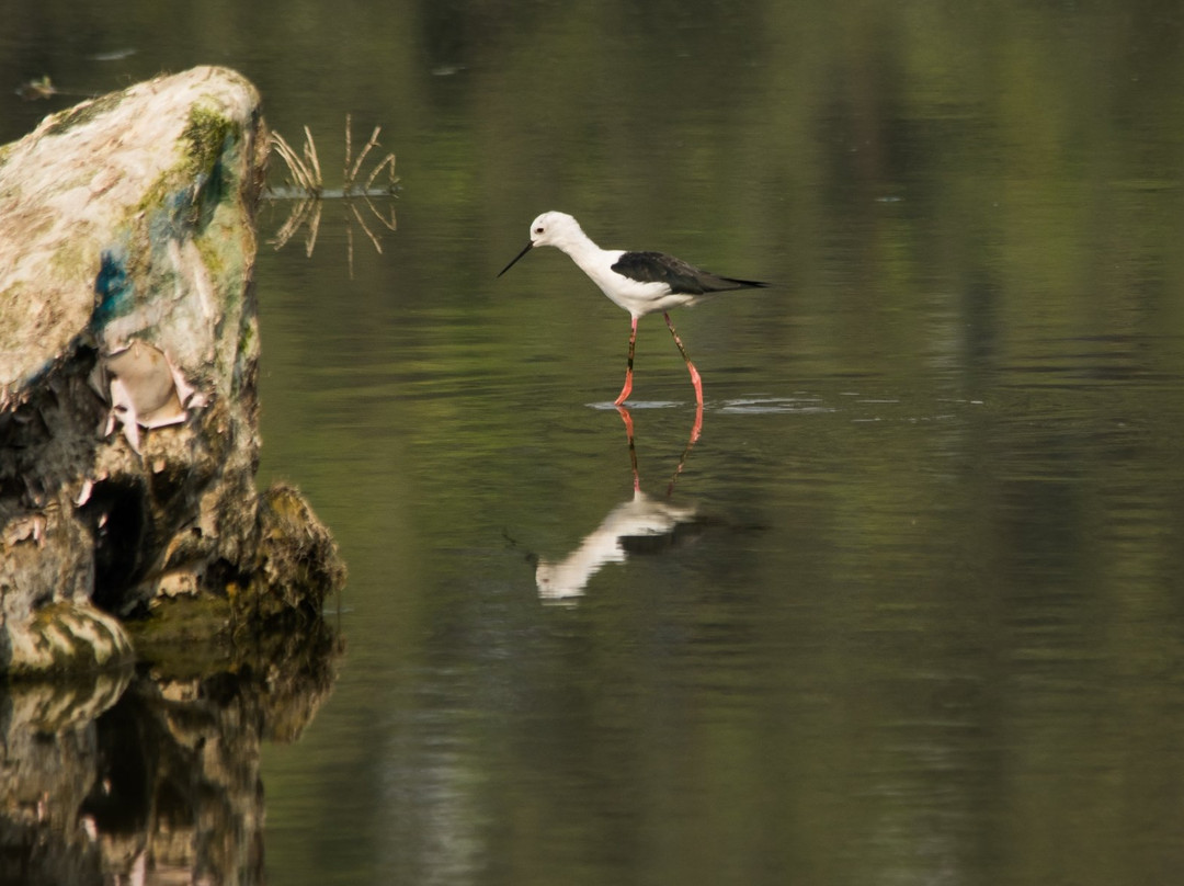 Surajpur Bird Sanctuary景点图片