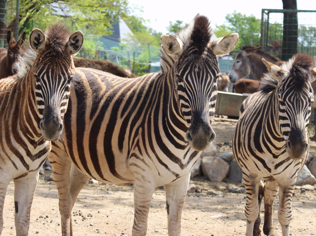 Nasu Safari Park
