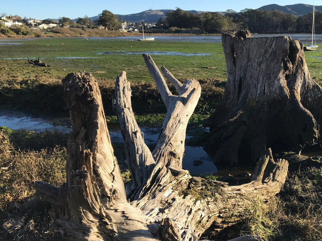 Baywood Park旅游攻略图片