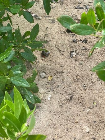 Virgin Island EcoTours - St. Thomas Tours-圣 托马斯必去景点