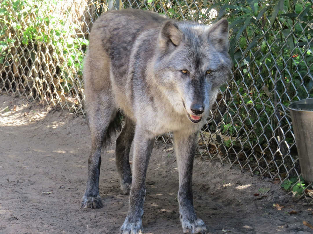 Shy Wolf Sanctuary Education & Experience Center景点图片
