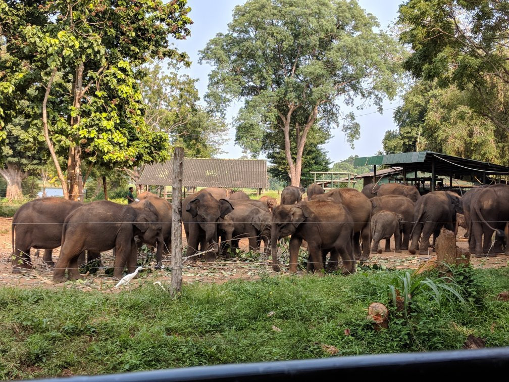 Udawalawa Elephant Orphanage景点图片