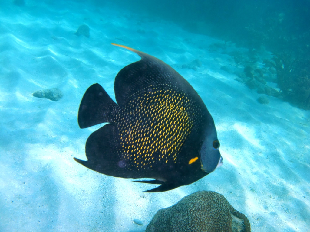 Snorkel Tobago-克朗波因特必去景点