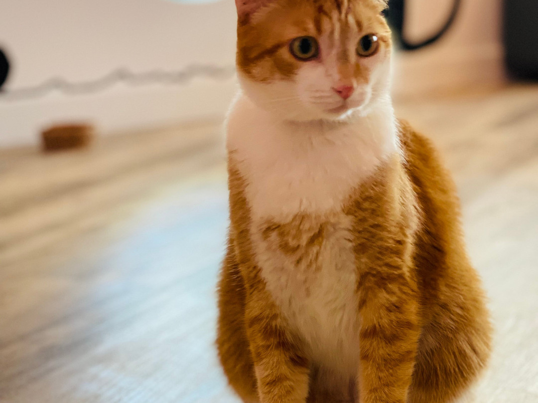 卡胡卢伊旅游景点-Cat Cafe Maui