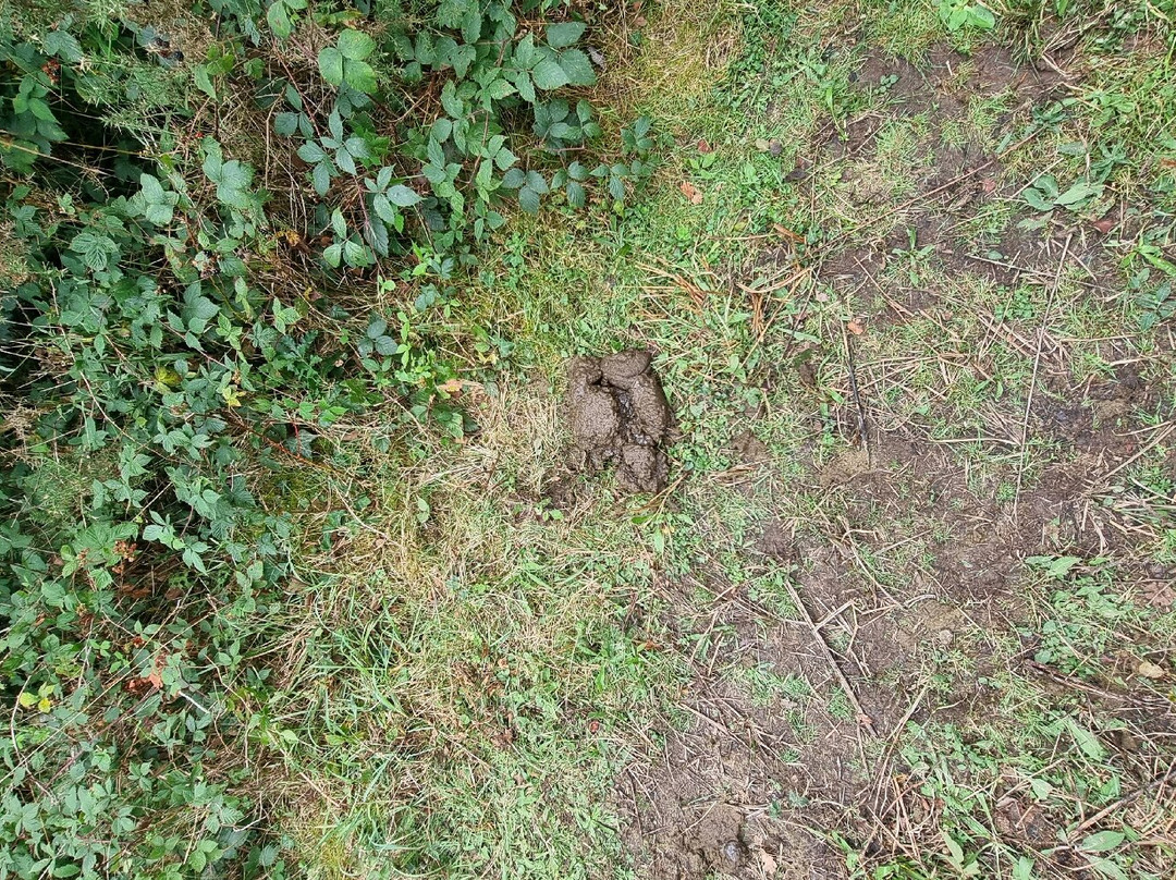 Stowford Moor Nature Reserve