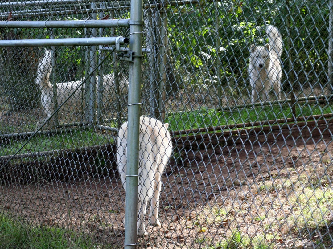 White Wolf Sanctuary & Educational Facility-Tidewater必去景点