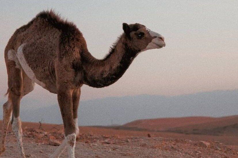 Marrakesh Travel Guide-马拉喀什必去景点