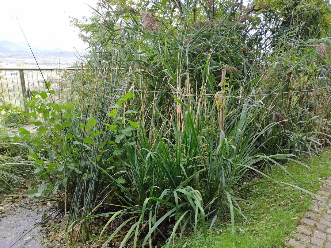 Orto Botanico di Bergamo Lorenzo Rota-贝加莫必去景点