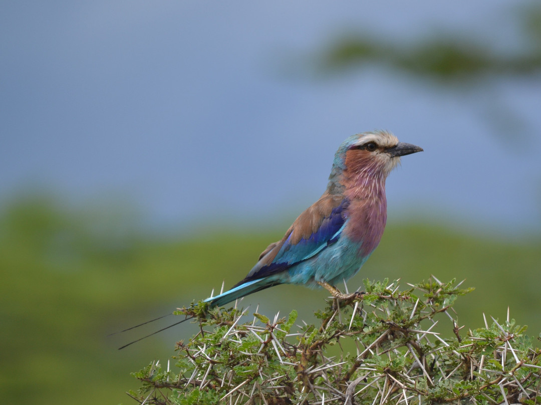 Wildness Safari  Tanzania-Dar es Salaam必去景点