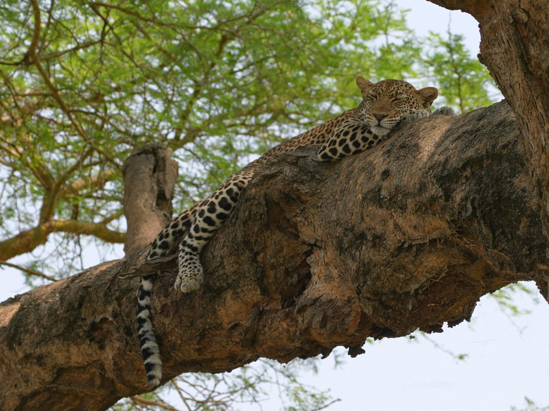 Mantis Africa Safaris-恩德培必去景点