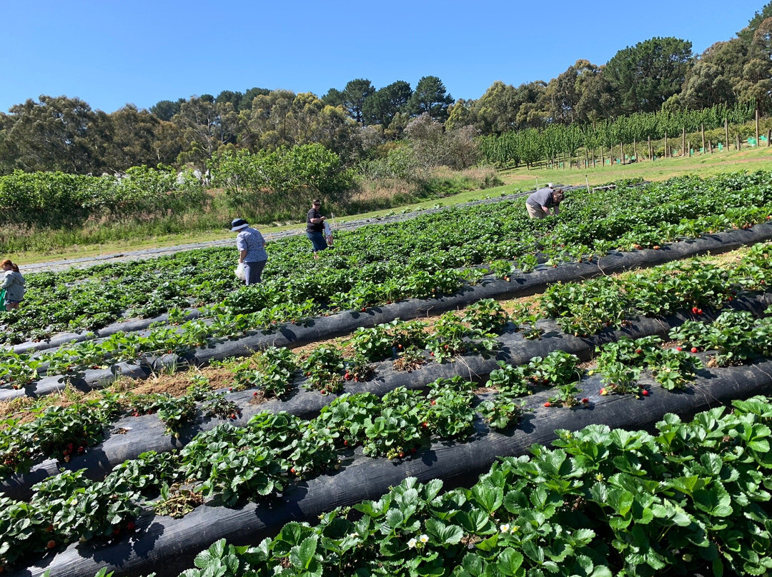 Rocky Creek Farm Gate景点图片