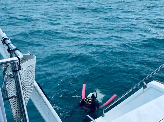 Reef Daytripper-凯恩斯必去景点