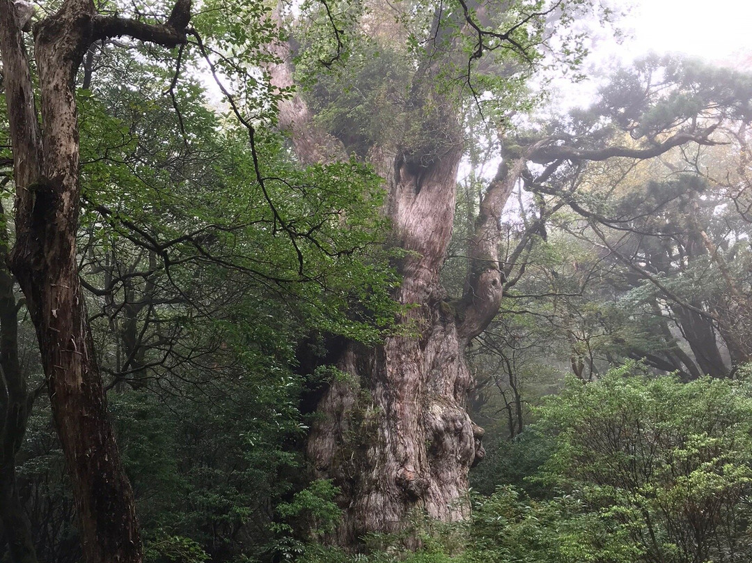 Jomonsugi景点图片