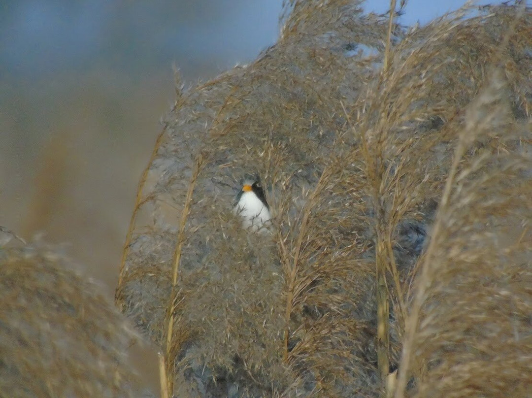 Lakenheath Fen RSPB Reserve-Lakenheath必去景点
