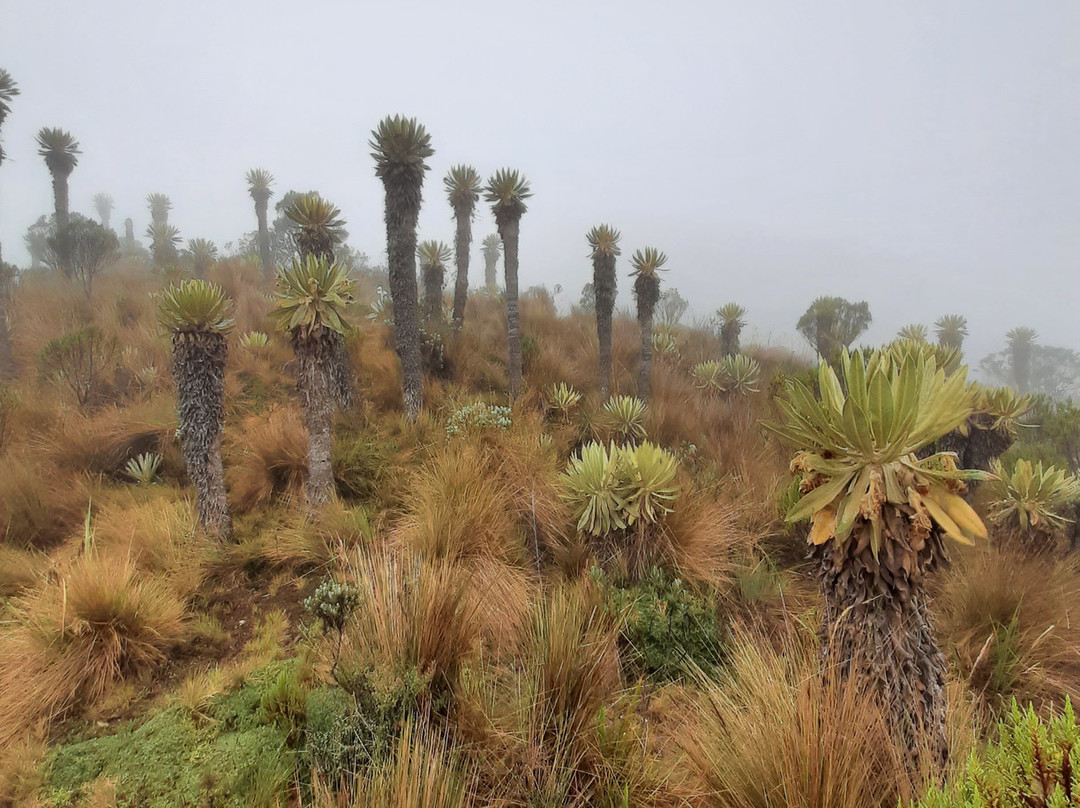 DESTINOS Y RUTAS DE COLOMBIA-Manizales必去景点