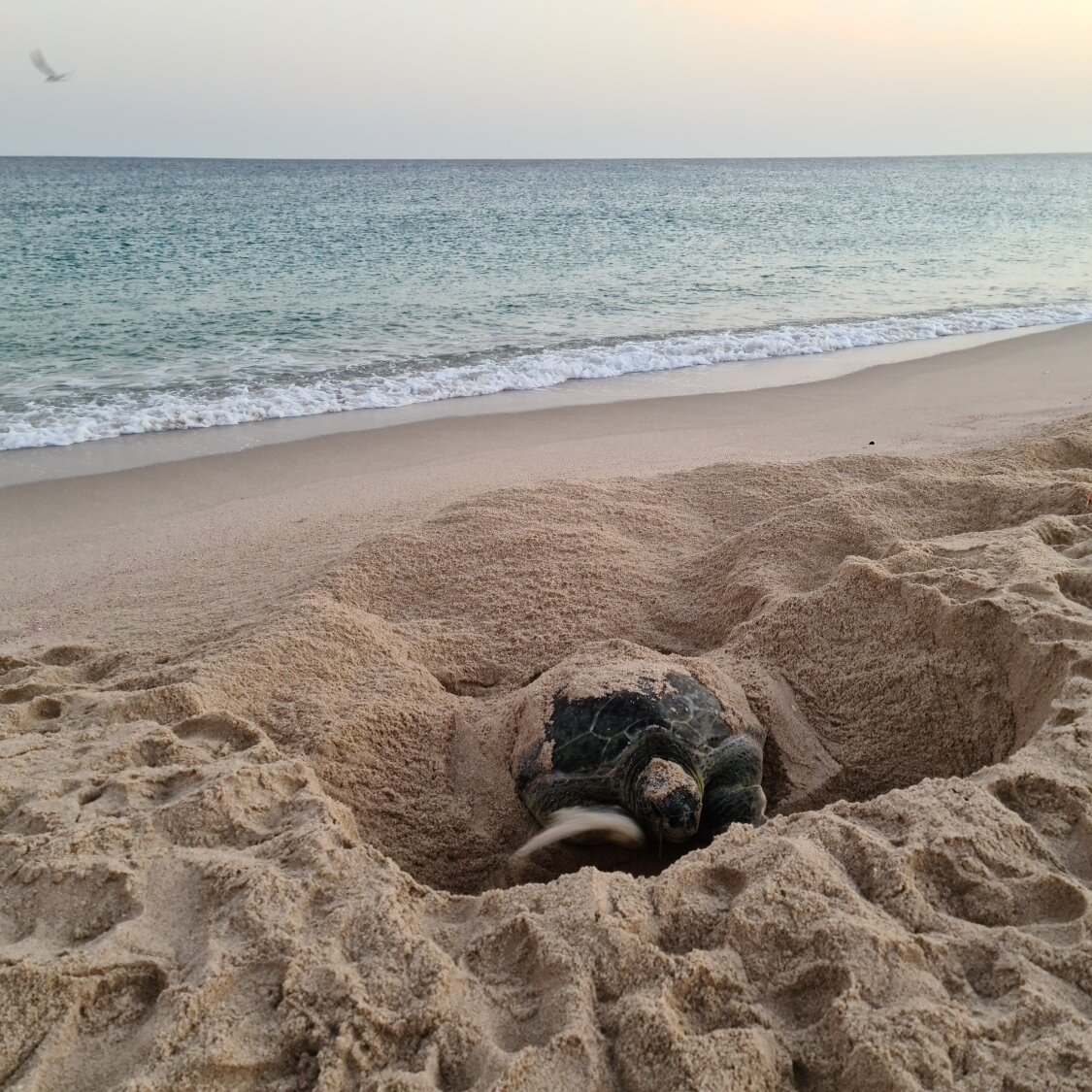 Resort Ras Al Hadd Holiday-官方