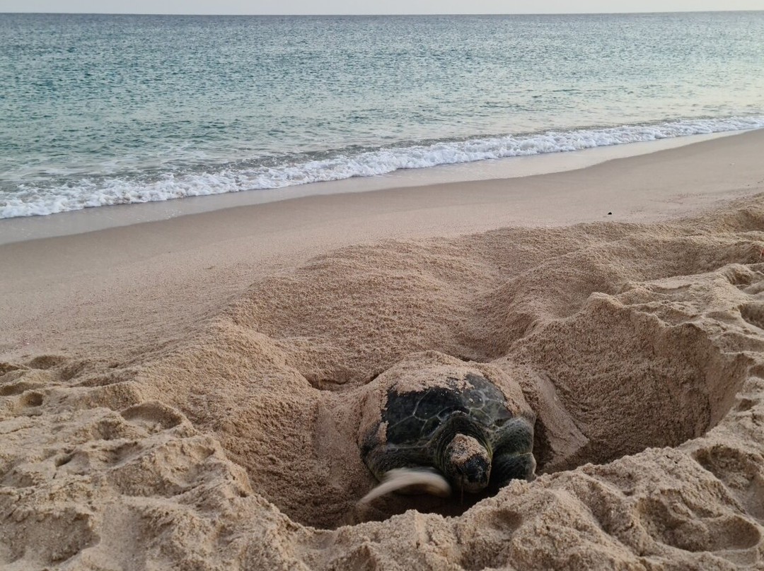 Resort Ras Al Hadd Holiday主图