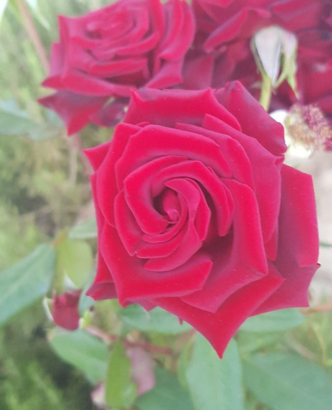 Soha Village Resort主图