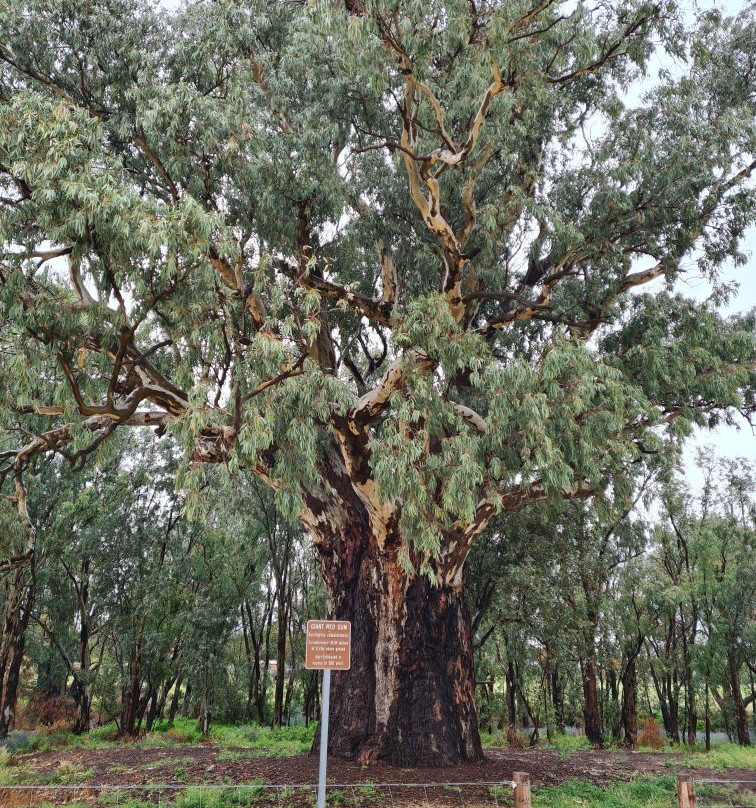 Giant Red Gum Tree景点图片