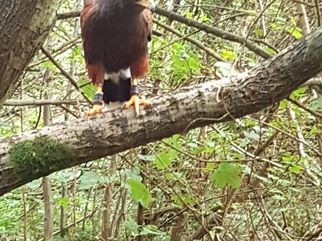 Falconry with Nigel Hawkins景点图片