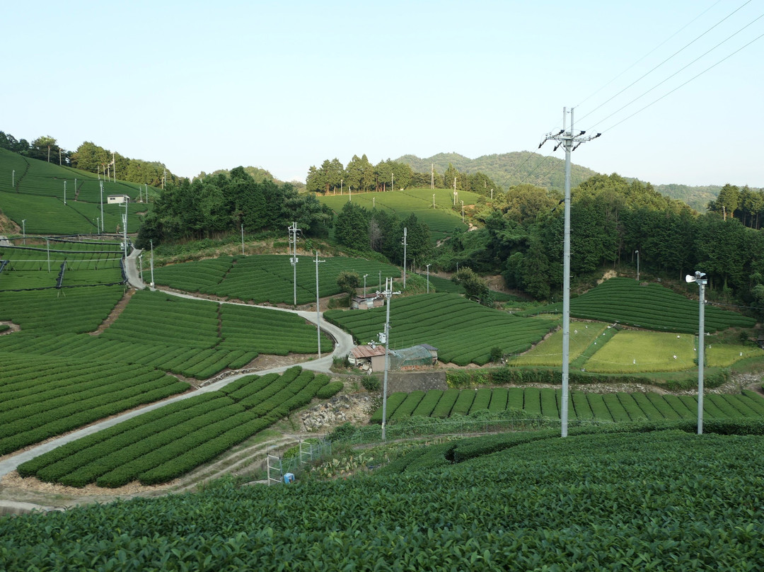 Ishitera Tea Plantation-和束町必去景点