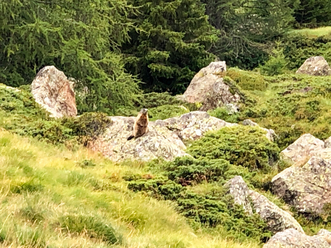 Alpine Marmot Village景点图片