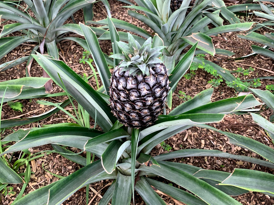 Arruda Pineapple Plantation景点图片