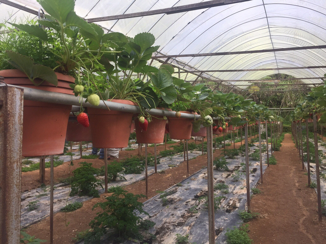 Big Red Strawberry Farm景点图片