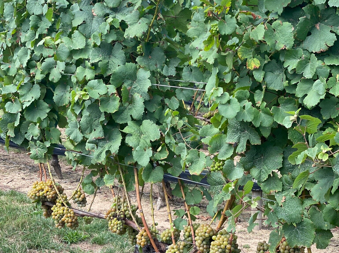 Pindar Vineyards景点图片