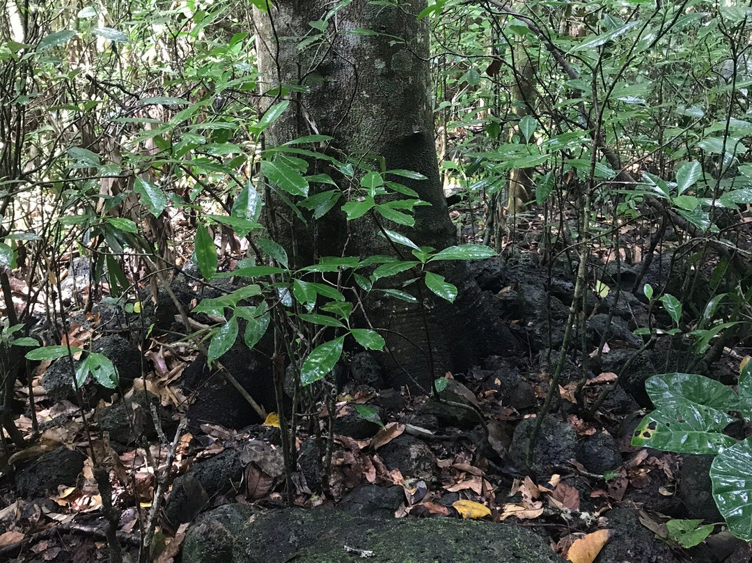 Wongabel State Forest- 阿瑟顿必去景点