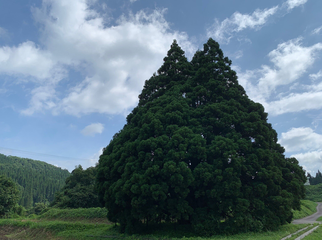 Tall Cedar Tree in Kosugi景点图片