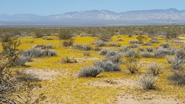 Desert Tortoise Natural Area-California City必去景点
