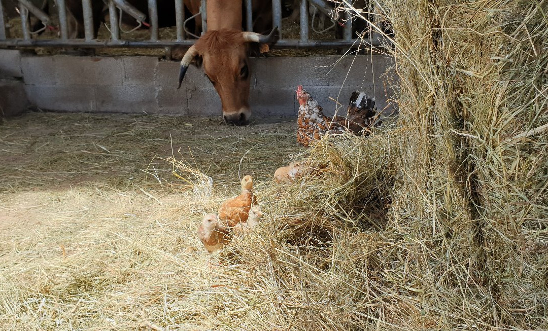 La Ferme du Lévézou景点图片