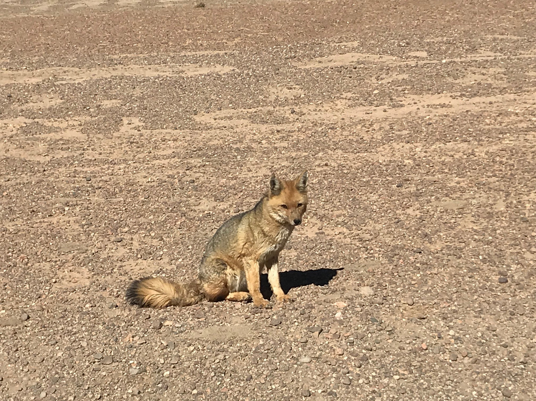 Uyuni Expeditions-乌尤尼必去景点