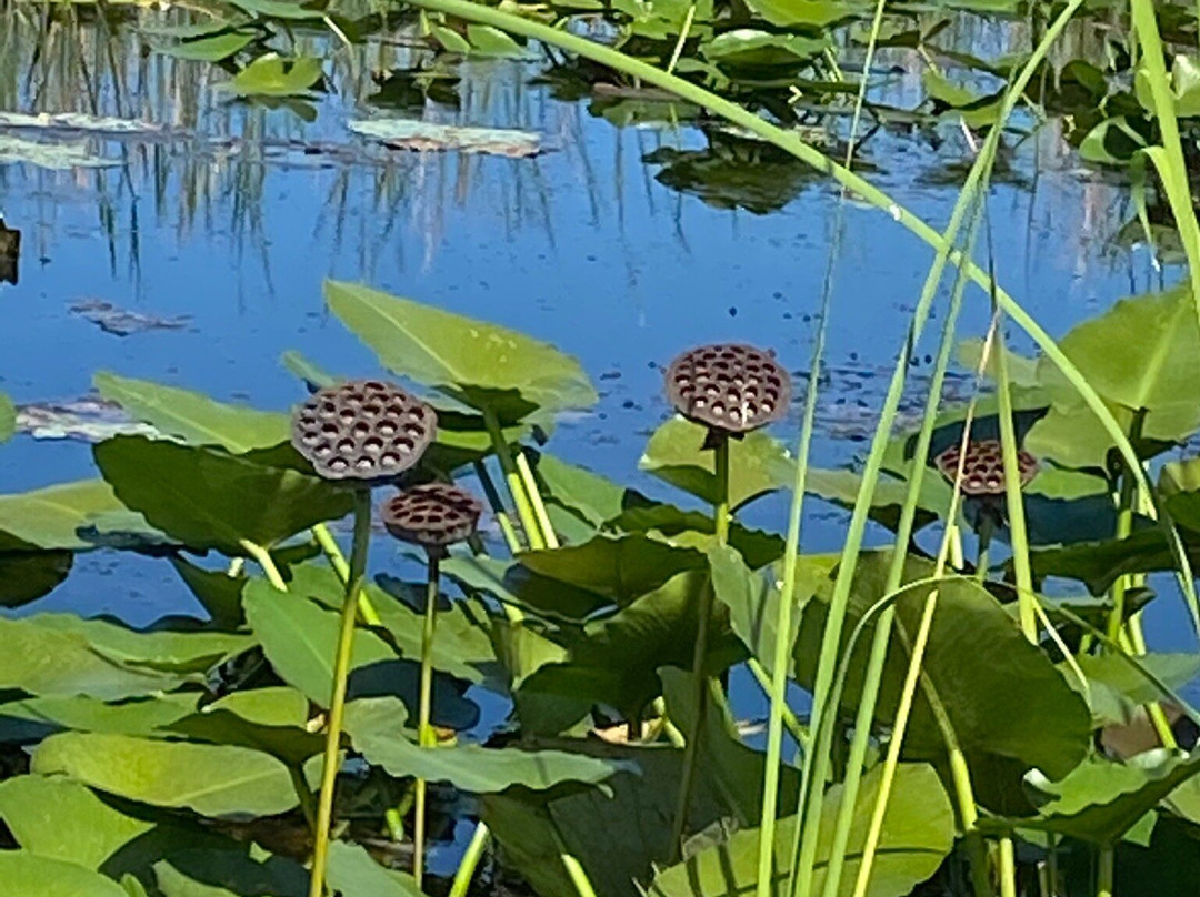 Kissimmee Swamp Tours-Kenansville必去景点