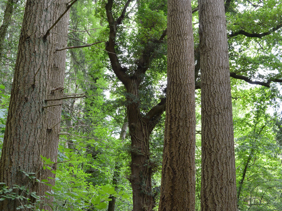 Arboretum Robert Lenoir景点图片