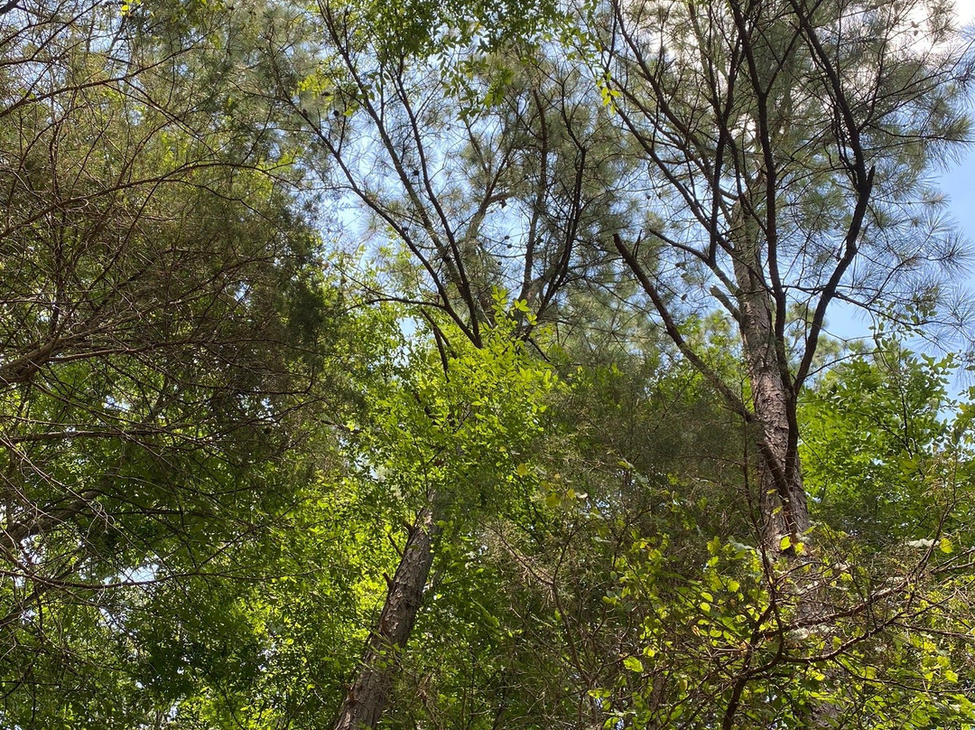 Lake Phoenix SCUBA Park and Family Campgrounds景点图片