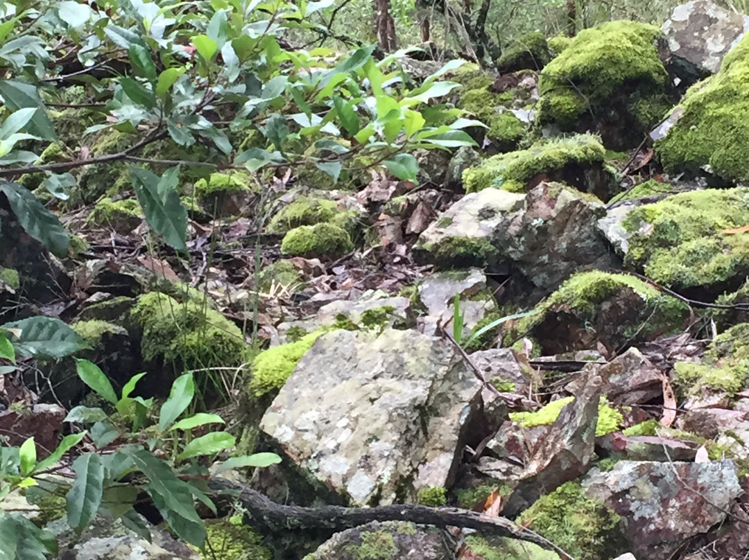 Youngs Creek Falls-Orbost必去景点