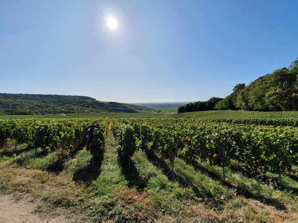 Champagne Pierre Leboeuf景点图片