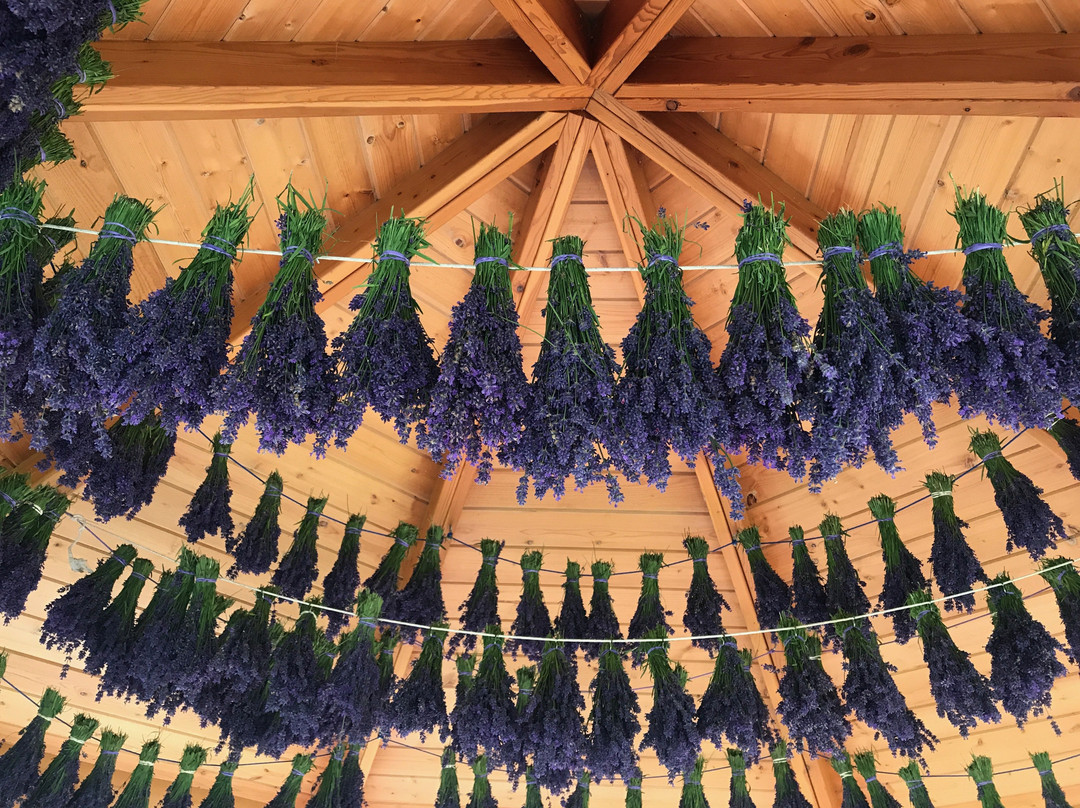 Lavender Wind Farm景点图片