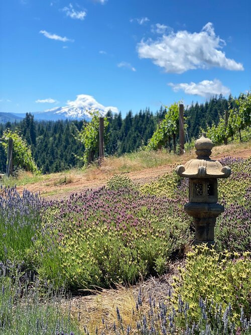 Phelps Creek Vineyards-胡德里弗必去景点